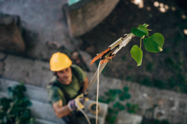 Best Stump Grinding and Removal  in Shasta Lake, CA